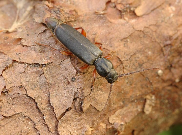 Tesařík Tetropium gabrieli, Okříšky, foto Václav Křivan