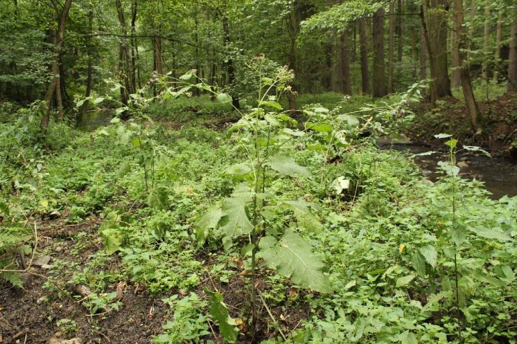 Lopuch hajní (Arctium nemorosum), PR Údolí Oslavy a Chvojnice, [TR], 27.8.2013, foto Libor Ekrt