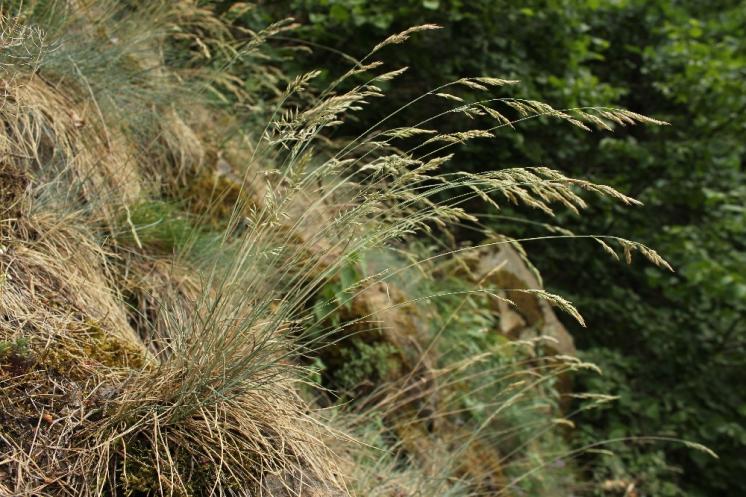 Kostřava sivá (Festuca pallens), NPR Mohelenská hadcová step [TR], 16.6.2015, foto Libor Ekrt