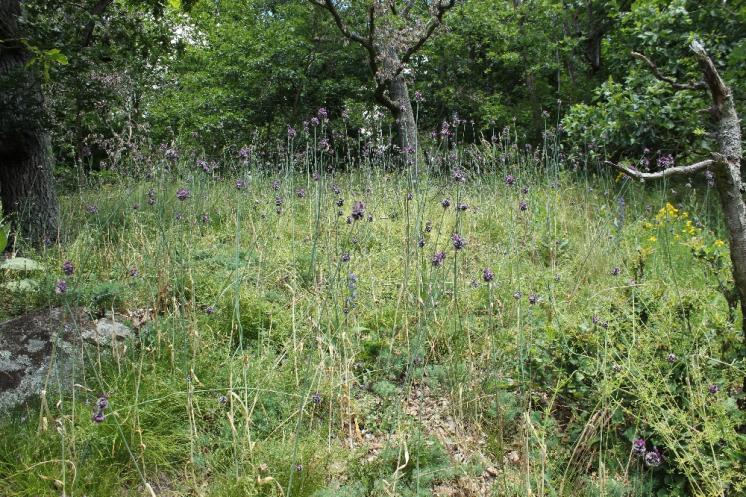 Česnek ořešec (Allium scorodoprasum), Šemíkovice, údolí Rokytné [TR], 18.6.2016, foto Libor Ekrt