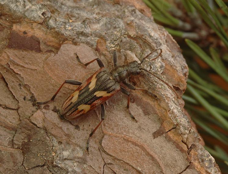 Tesařík Rhagium bifasciatum, foto Václav Křivan