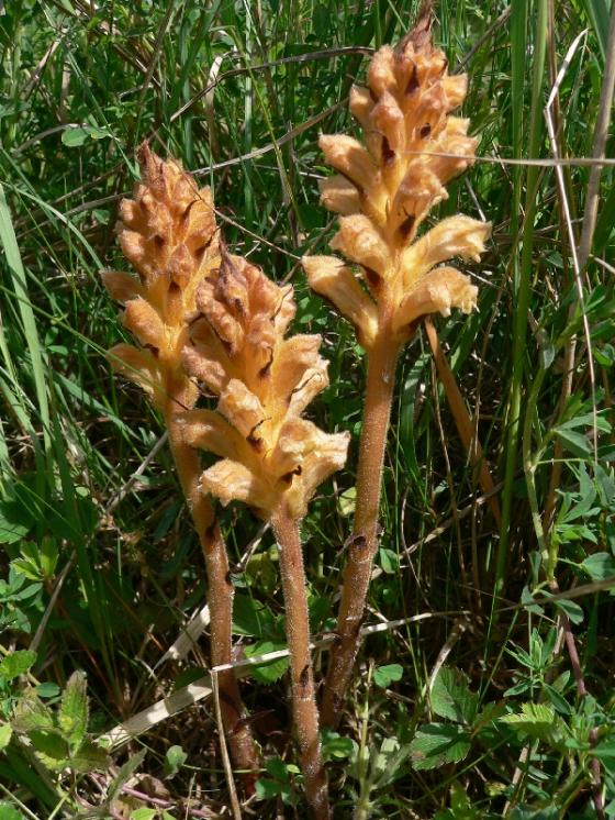 Záraza žlutá (Orobanche lutea), Krasonice, vápencový lom u Maškova mlýna [JI], 1.6.2009, foto Luděk Čech