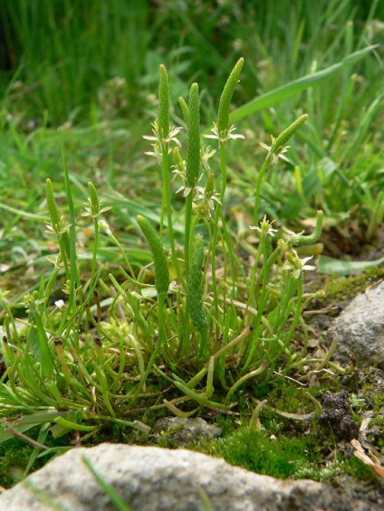 Myší ocásek nejmenší (Myosurus minimus), Hodice, Horní Jilmík [JI], 29.5.2008, foto Luděk Čech