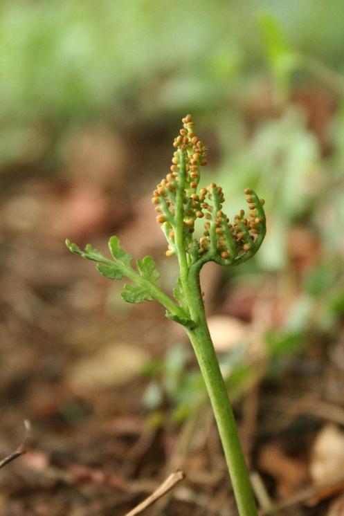 Vratička heřmánkolistá (Botrychium matricariifolium), Řídelov, Malý pařezitý rybník [JI], 21.6.2011, foto Libor Ekrt