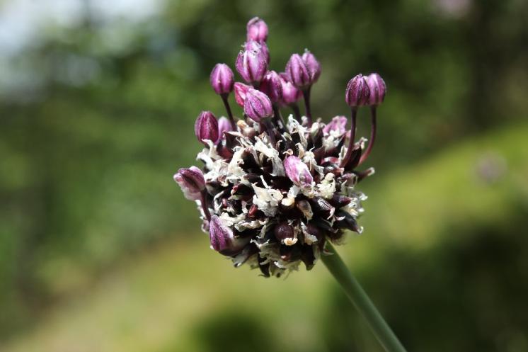 Česnek ořešec (Allium scorodoprasum), Šemíkovice, údolí Rokytné [TR], 18.6.2016, foto Libor Ekrt