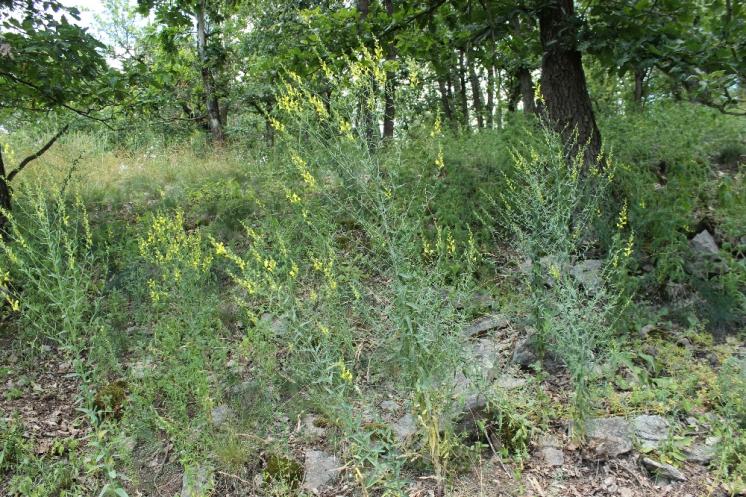 Lnice kručinkolistá (Linaria genistifolia), Šemíkovice, Výří skála [TR], 18.6.2016, foto Libor Ekrt