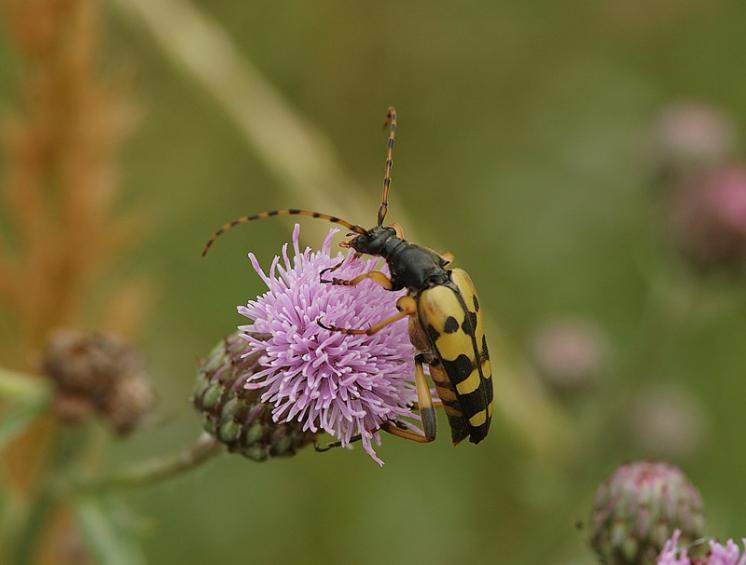 Tesařík skvrnitý (Rutpela maculata), Štěměchy, foto Václav Křivan