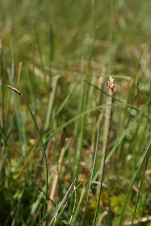 Ostřice šlahounovitá (Carex chordorrhiza), PR Rašeliniště Kaliště [JI], 15.6.2008, foto Libor Ekrt