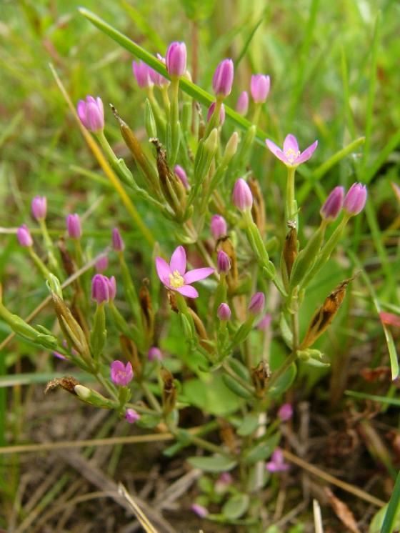 zeměžluč spanilá (Centaurium pulchellum), Mohelno [TR], 3.9.2015, foto Josef Komárek