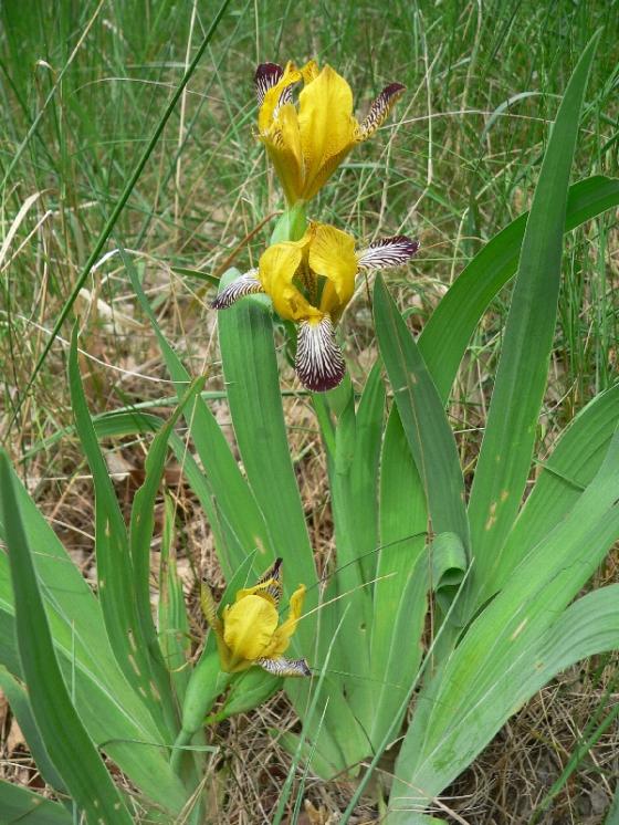 Kosatec pestrý (Iris variegata), Šemíkovice, Cibuluška [TR], 31.5.2012, foto Luděk Čech