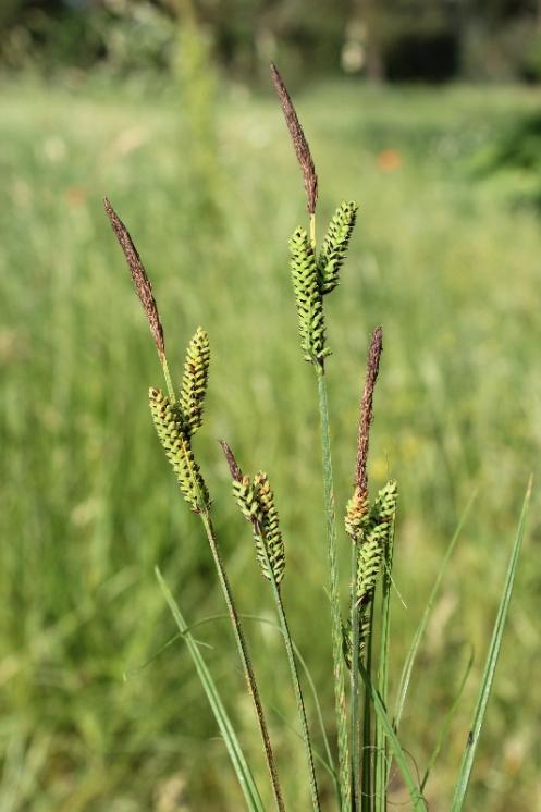 Ostřice trsnatá (Carex cespitosa), Myslibořice [TR], 10.6.2015, foto Libor Ekrt