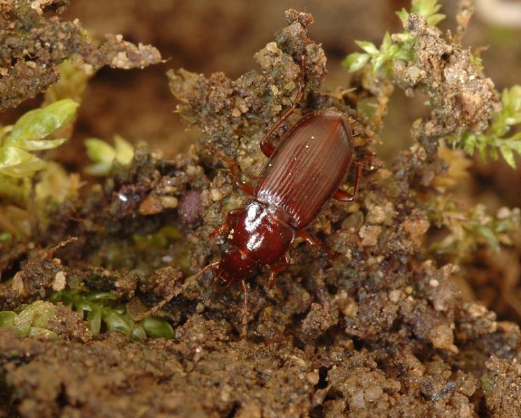 Střevlíček Platyderus rufus, foto Václav Křivan