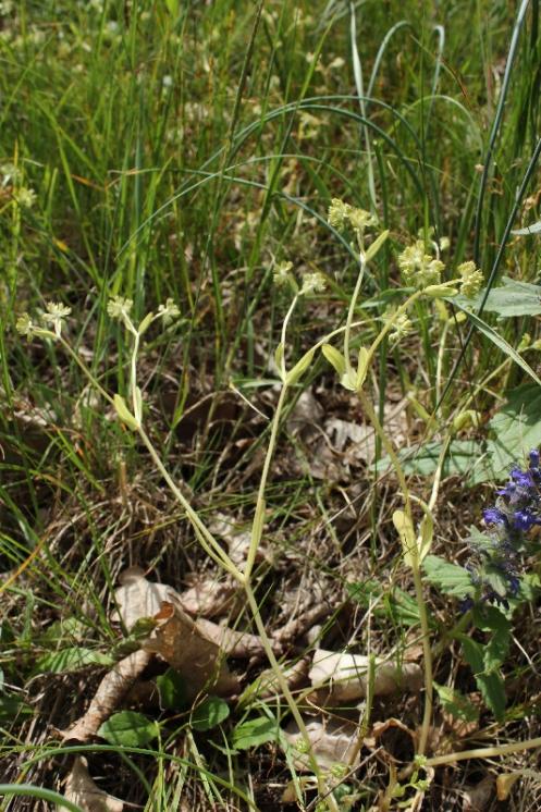 Kozlíček kýlnatý (Valerianella carinata), Šemíkovice, Výrova skála v údolí Rokytné [TR], 22.5.2016, foto Libor Ekrt