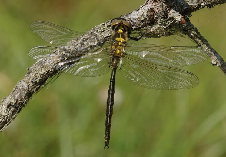 Lesklice severská (Somatochlora arctica), foto Václav Křivan