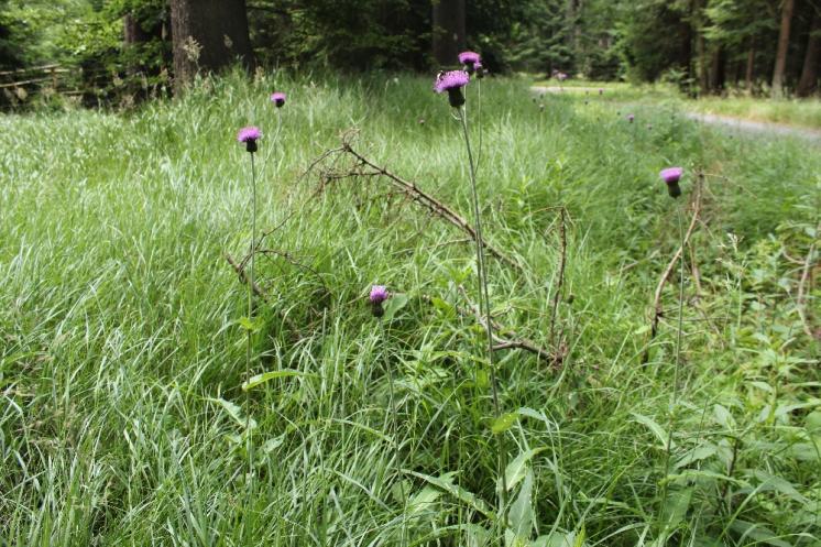 Pcháč různolistý (Cirsium heterophyllum), NPR Žákova hora [ZR], 10.7.2015, foto Libor Ekrt