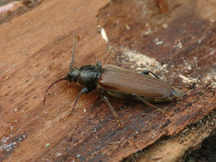 Tesařík smrkový (Tetropium castaneum), Štěměchy, foto Václav Křivan