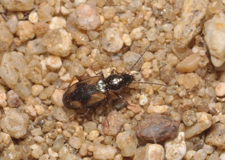 Střevlíček Bembidion femoratum, foto Václav Křivan