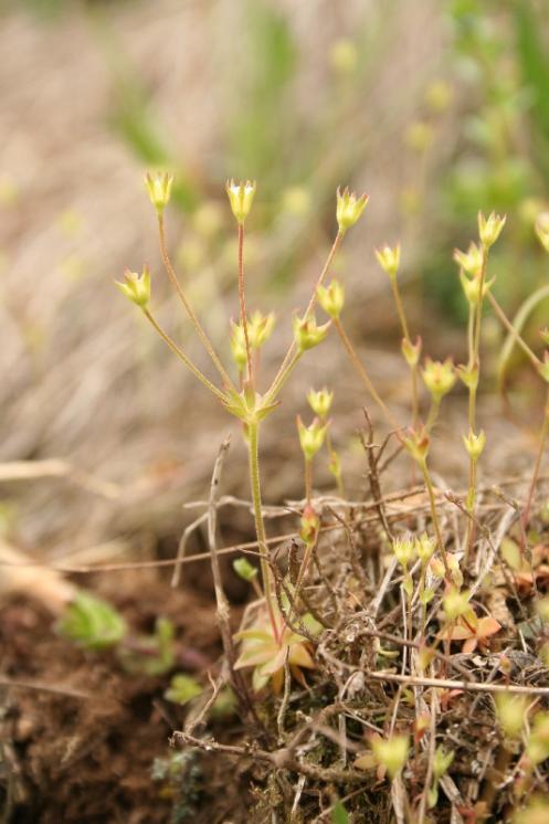 Pochybek prodloužený (Androsace elongata), PR Údolí Brtnice [JI], 17.4.2011, foto Libor Ekrt