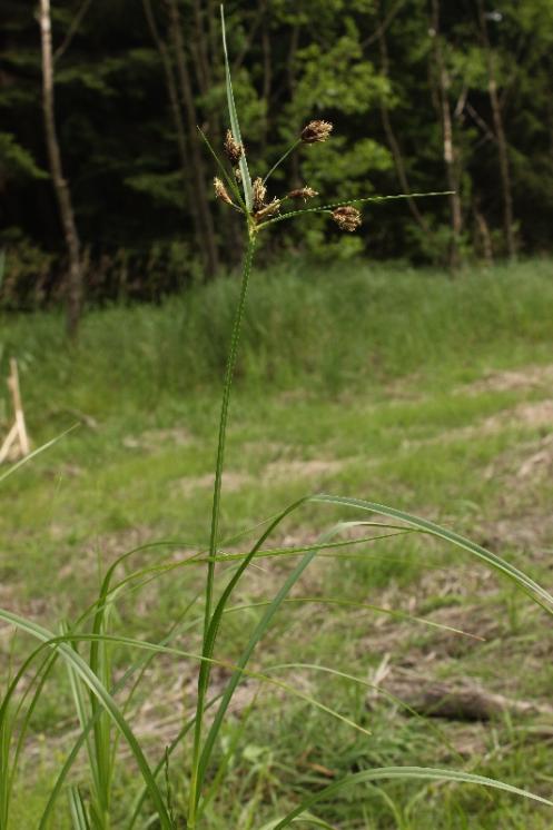 Kamyšník vrcholičnatý (Bolboschoenus yagara), PP Rybníky V Pouštích, Jezírko [JI], 12.7.2015, foto Libor Ekrt