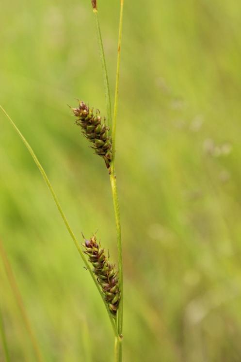 Ostřice oddálená (Carex distans), Bory, detail klásků [ZR], 12.6.2016, foto Libor Ekrt