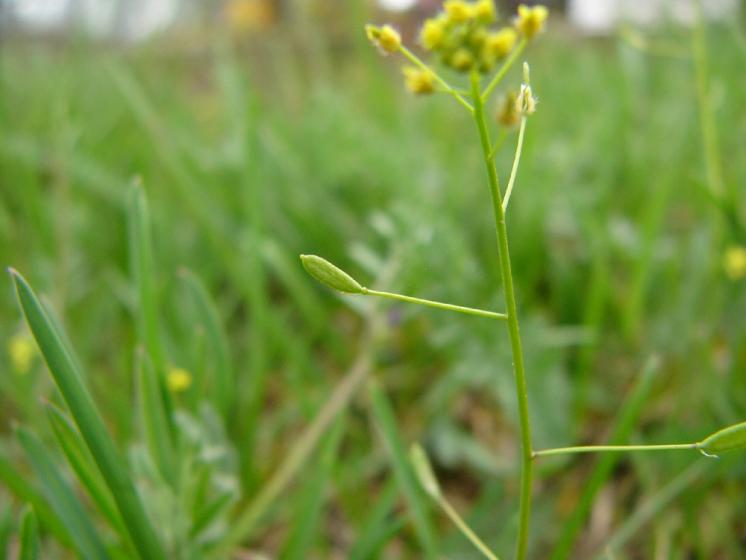 Chudina hajní (Draba nemorosa), Velké Meziříčí [ZR], 2.5.2013, foto Josef Komárek