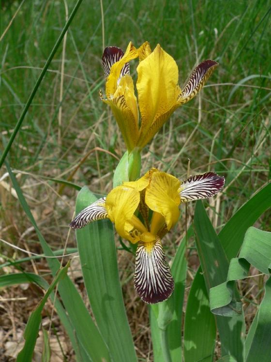 Kosatec pestrý (Iris variegata), Šemíkovice, Cibuluška [TR], 31.5.2012, foto Luděk Čech