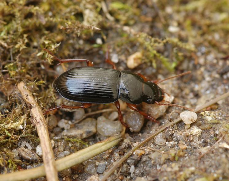 Střevlíček Harpalus qaudripunctatus, foto Václav Křivan