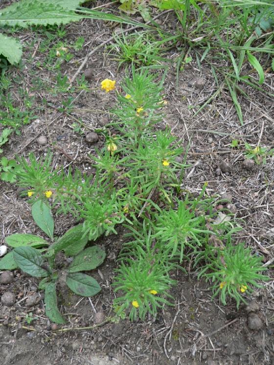 Zběhovec trojklaný pravý (Ajuga chamaepitys), NPP Švařec [ZR], 25.8.2014, foto Luděk Čech