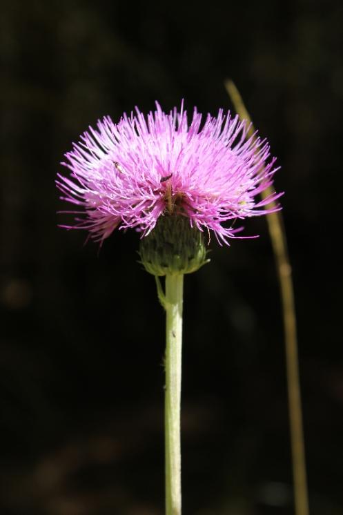 Pcháč různolistý (Cirsium heterophyllum), NPR Žákova hora [ZR], 10.7.2015, foto Libor Ekrt