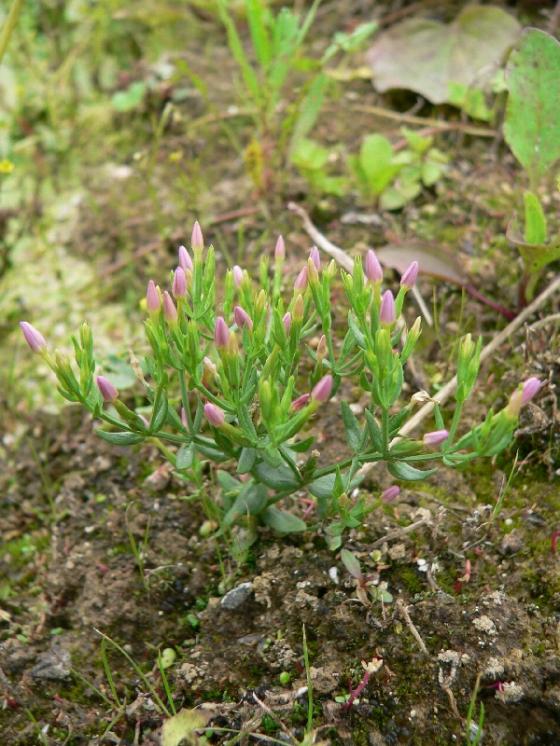 zeměžluč spanilá (Centaurium pulchellum), Rouchovany [TR], 26.7.2011, foto Luděk Čech