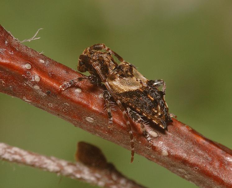 Kozlíček Pogonocherus hispidulus, Náměšť nad Oslavou, foto Václav Křivan