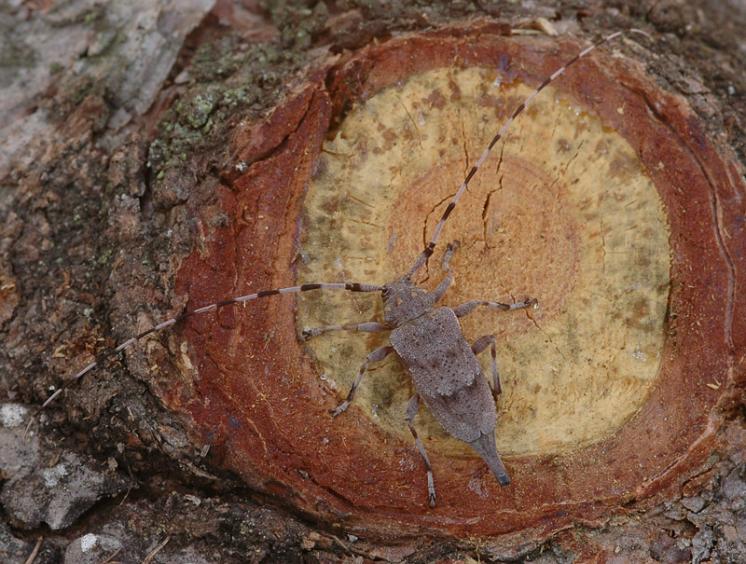 Kozlíček dazule (Acanthocinus aedilis), Třebíč, foto Václav Křivan