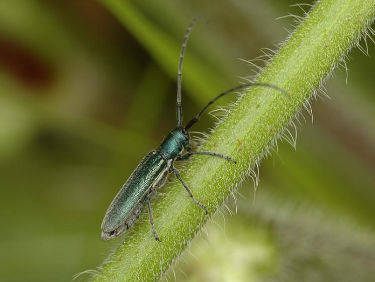 Kozlíček Agapanthia intermedia, Štěměchy, foto Václav Křivan