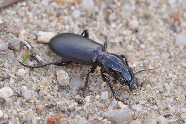 Střevlíček hlaváč (Broscus cephalotes), foto Václav Křivan