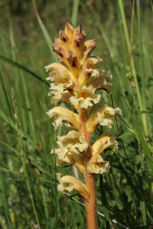 Záraza žlutá (Orobanche lutea), Krasonice, vápencový lom u Maškova mlýna [JI], 12.6.2015, foto Libor Ekrt