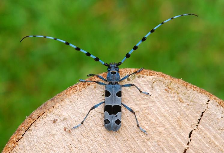 Tesařík alpský (Rosalia alpina), foto Václav Křivan