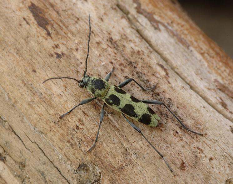 Tesařík Chlorophorus herbsti, Třebíč, foto Václav Křivan