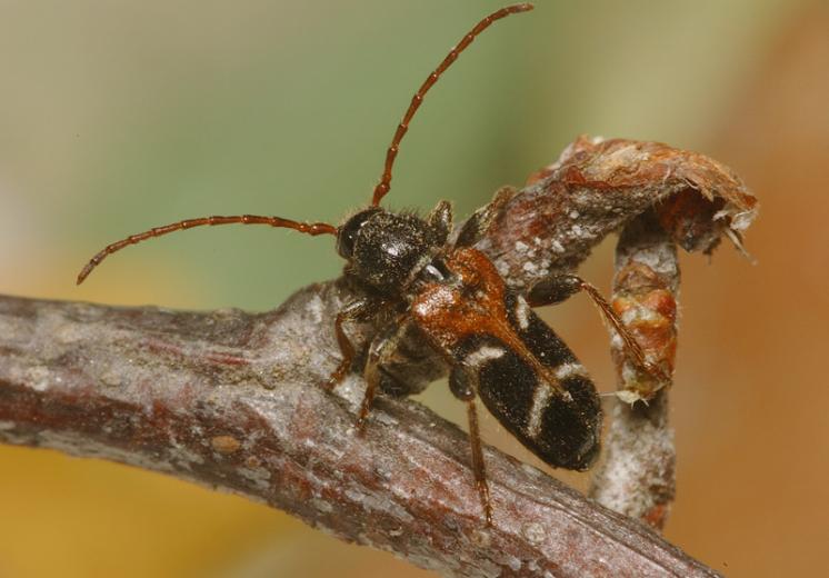 Tesařík Phymatodes alni, Třebíč, foto Václav Křivan