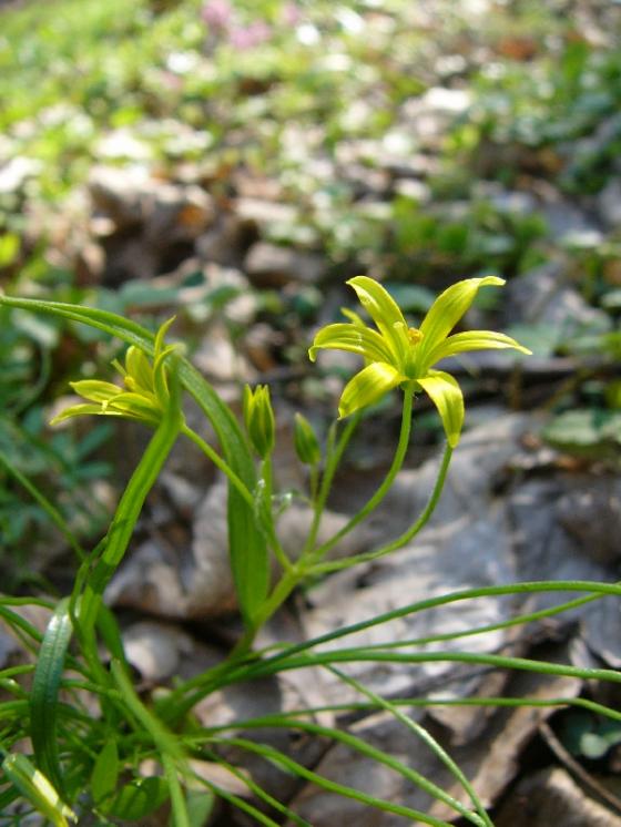 Křivatec nejmenší (Gagea minima), PR Údolí Oslavy a Chvojnice [TR], 19.4.2010, foto Josef Komárek