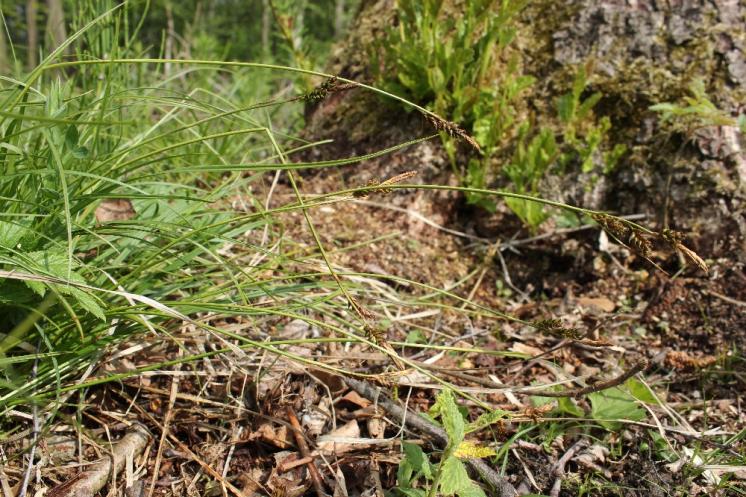 Ostřice stinná (Carex umbrosa), PP Bukovské rybníčky [JI], 29.5.2016, foto Libor Ekrt