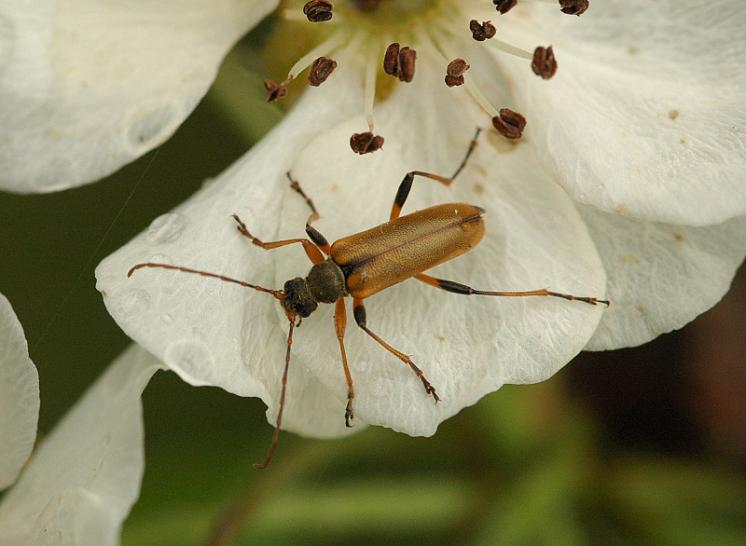 Tesařík Cortodera humeralis, Mohelno, foto Václav Křivan