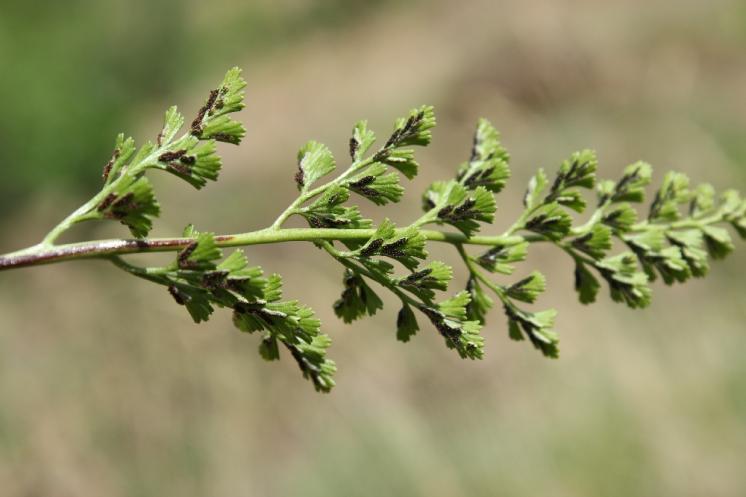 Sleziník hadcový (Asplenium cuneifolium), NPR Mohelenská hadcová step [TR], 10.6.2015, foto Libor Ekrt