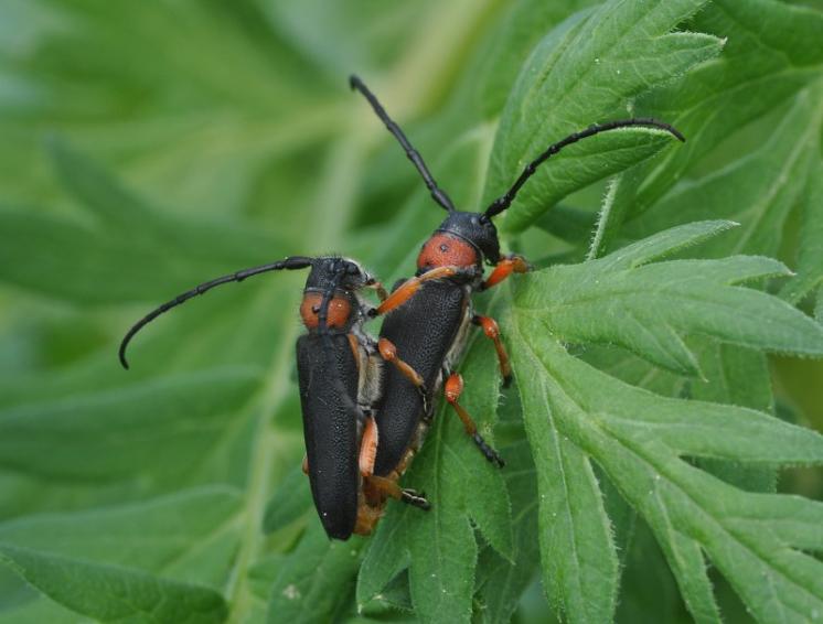 Kozlíček Phytoecia nigripes, foto Václav Křivan