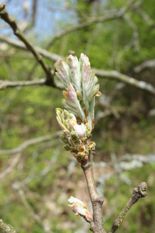 Dub pýřitý (Quercus pubescens), Šemíkovice, Knížecí seč [TR], 22.4.2016, foto Libor Ekrt