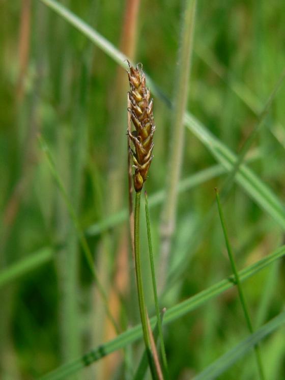 Ostřice dvoudomá (Carex dioica), PR V Lisovech [JI], 28.6.2006, foto Luděk Čech