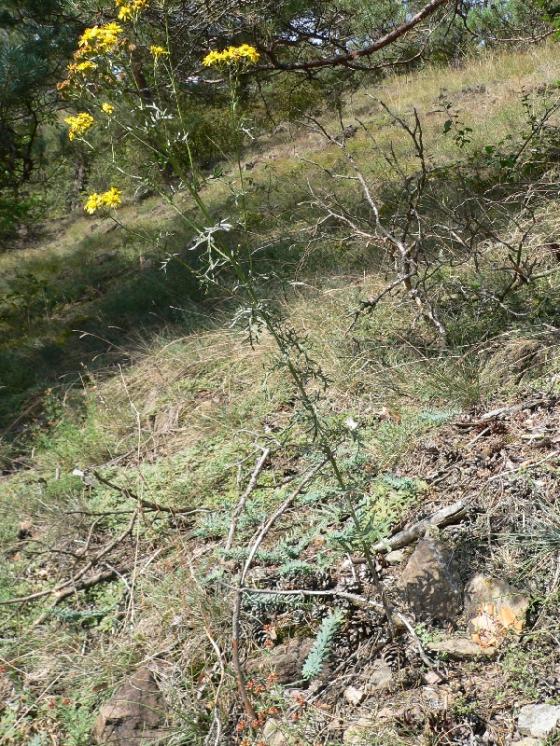 Starček roketolistý (Senecio erucifolius), NPR Mohelenská hadcová step [TR], 25.8.2005, foto Luděk Čech