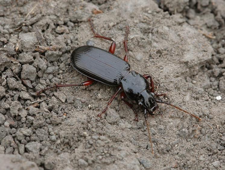 Střevlíček Pterostichus macer, foto Václav Křivan