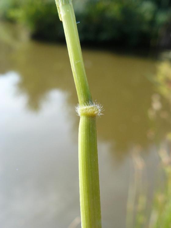 Tajnička rýžovitá (Leersia oryzoides), Plačkov, kolénko [PE], 24.8.2013, foto Josef Komárek