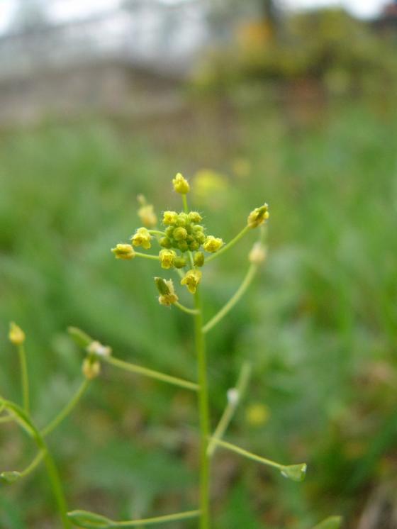 Chudina hajní (Draba nemorosa), Velké Meziříčí [ZR], 2.5.2013, foto Josef Komárek