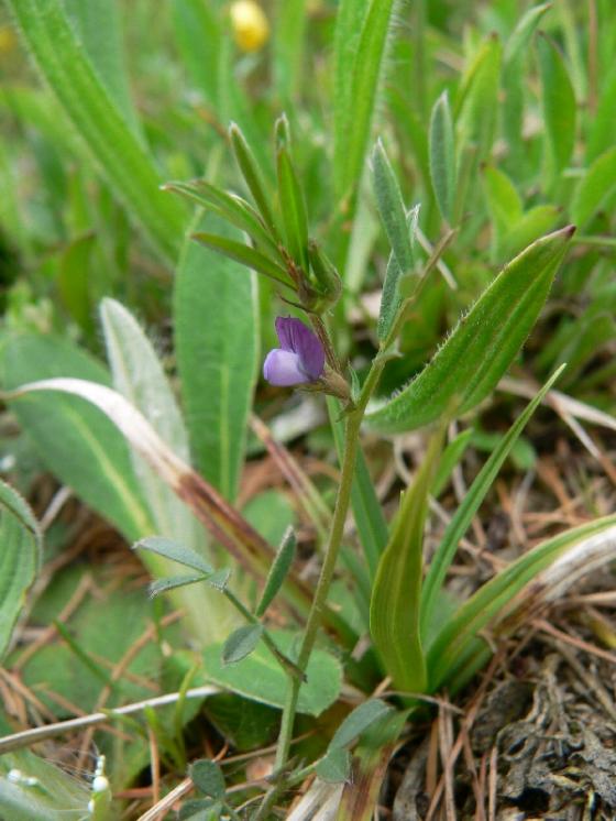 Vikev hrachorovitá (Vicia lathyroides), Pocoucov [TR], 30.4.2008, foto Luděk Čech